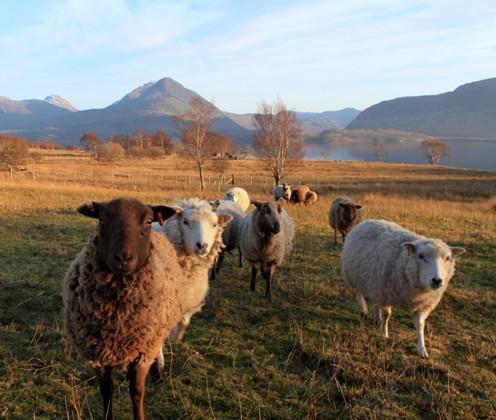 shetland sheep